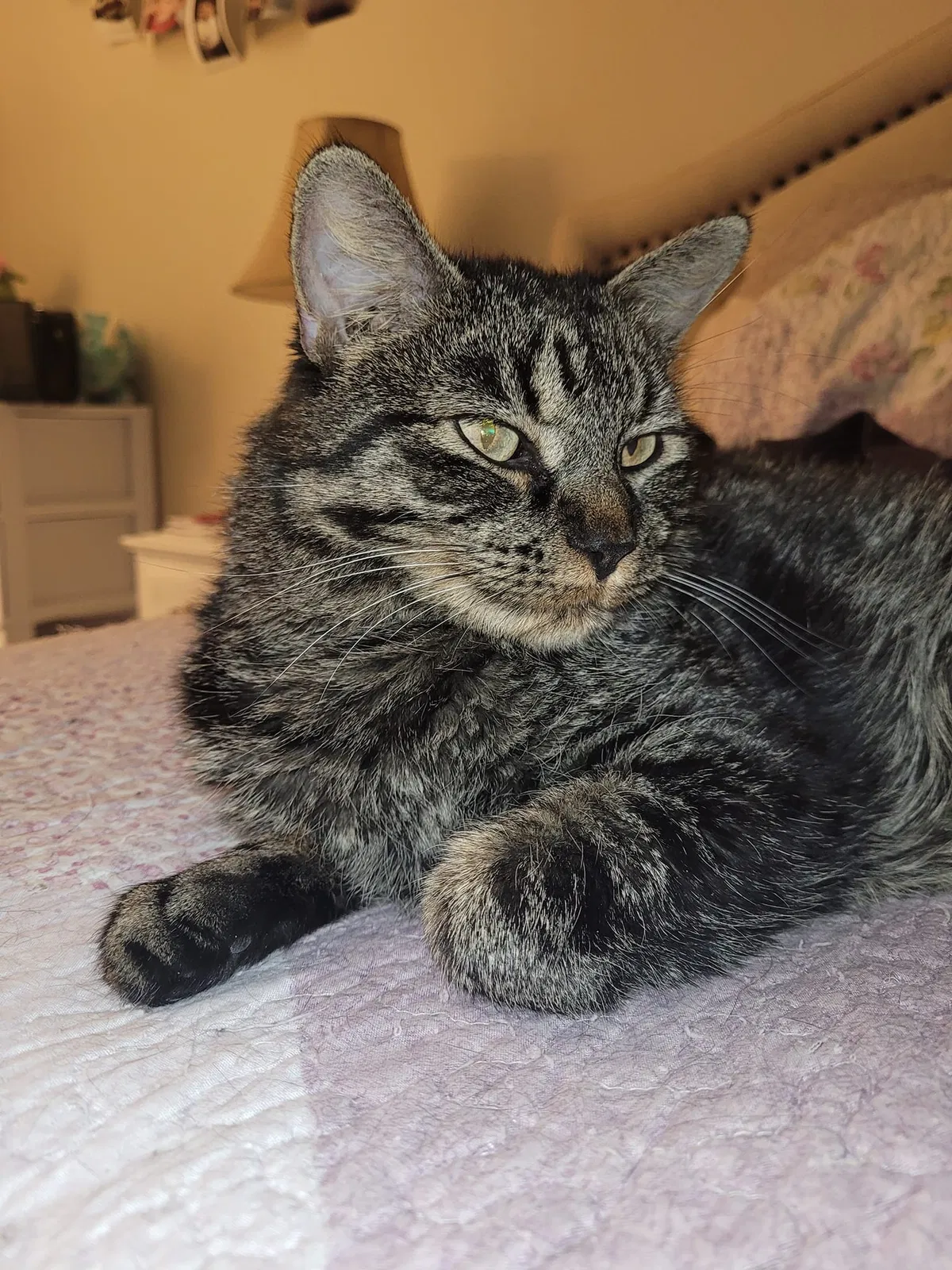 Lost cat in Englewood, CO, 80111