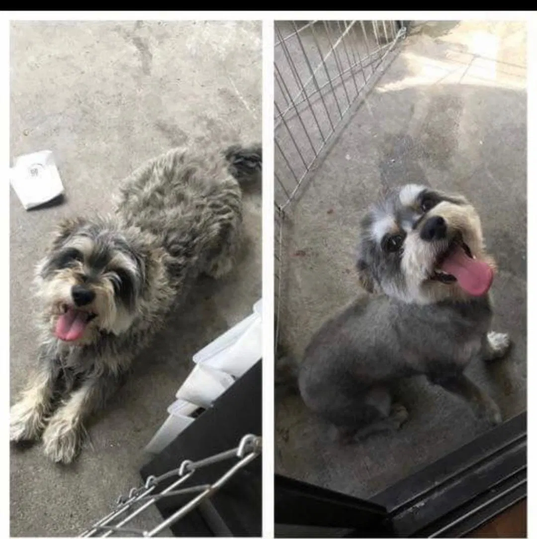 Lost dog in Fontana, CA, 92337