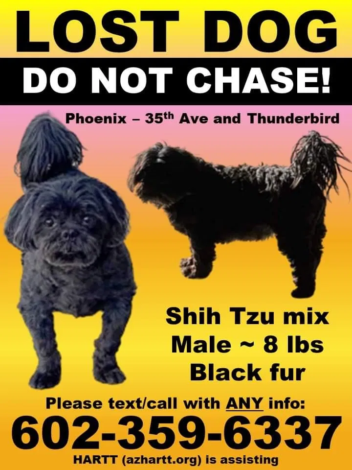 Lost dog in Phoenix, AZ, 85029