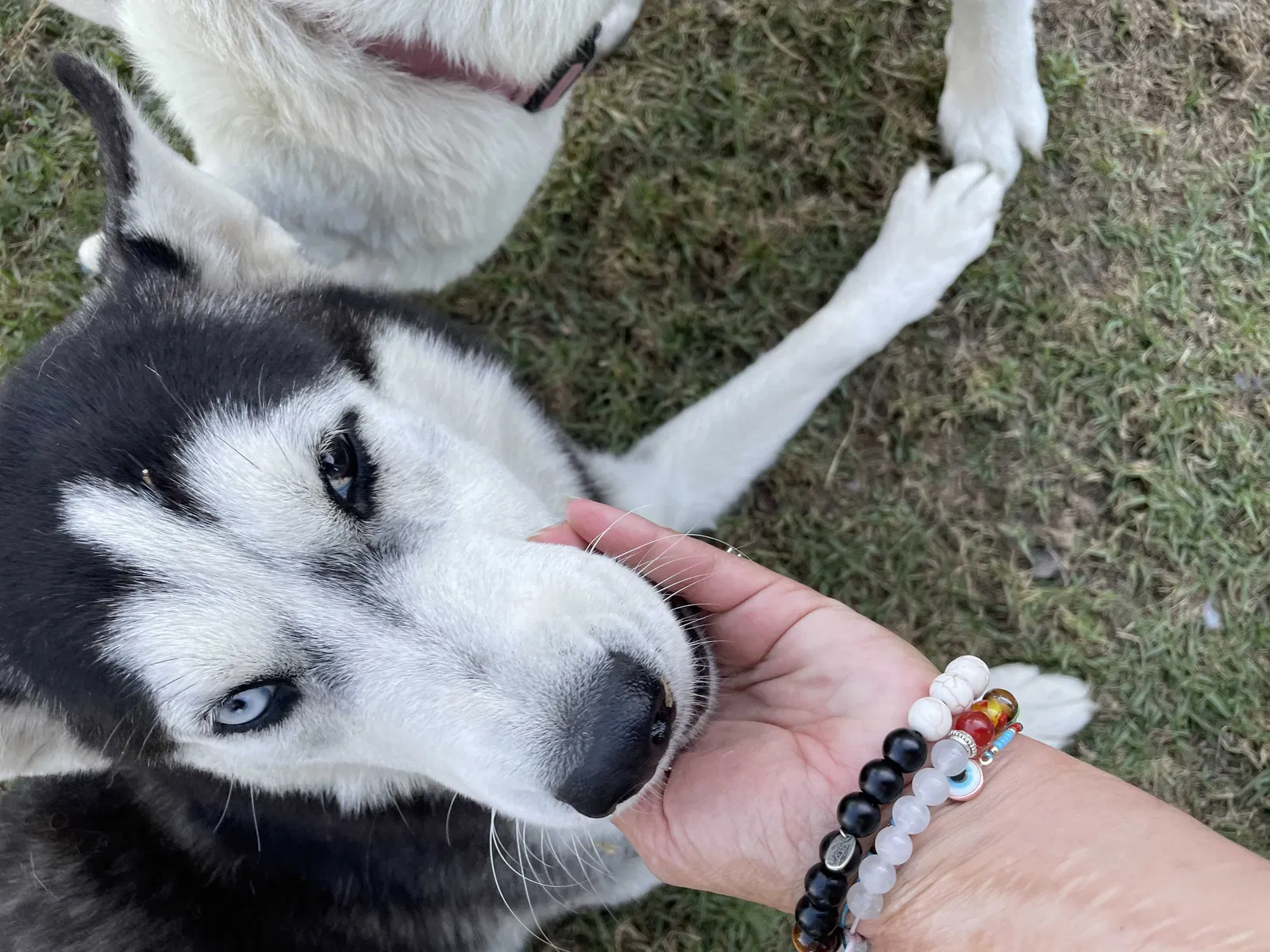 Lost dog in Santa Ana, CA, 92704