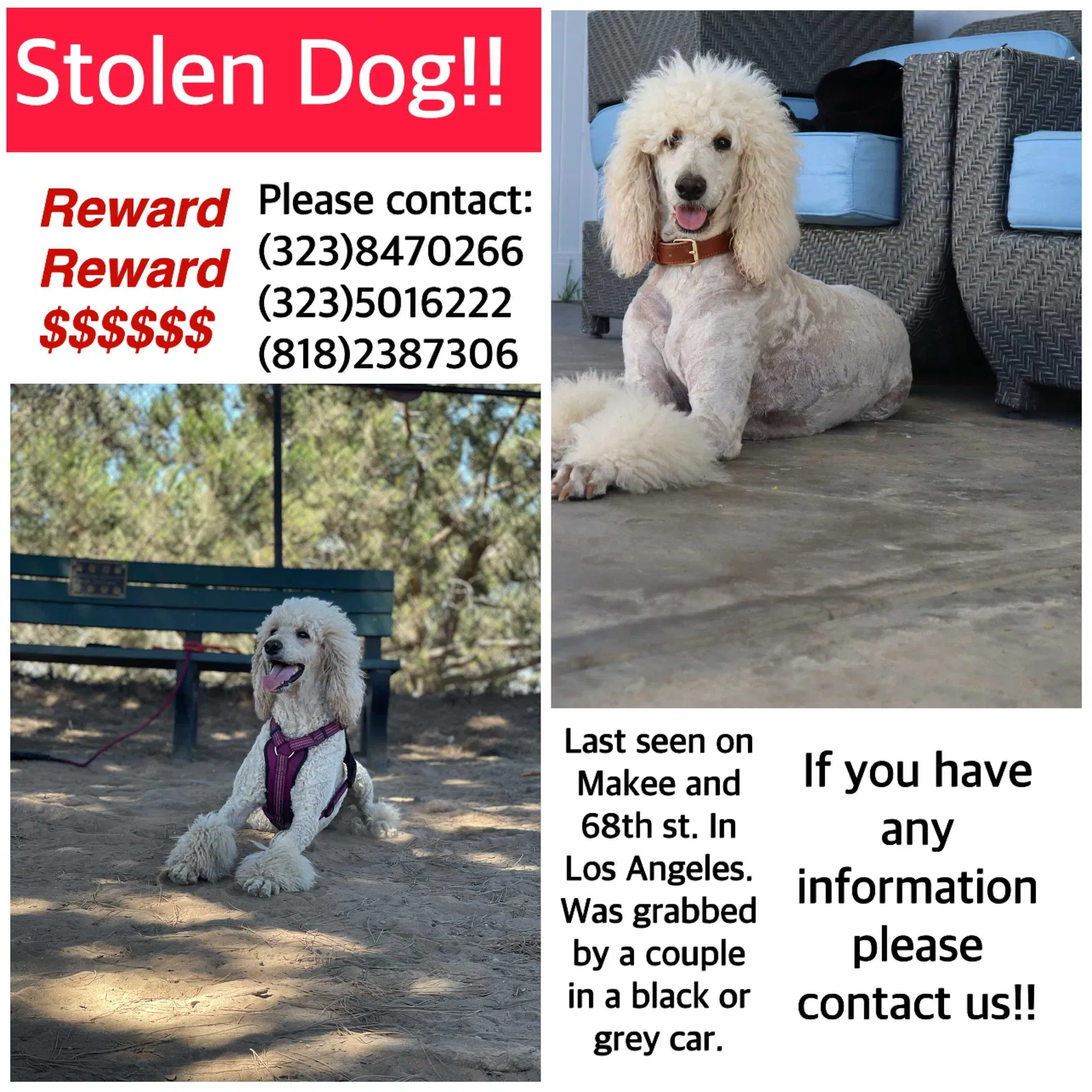 Lost dog in Bellflower, CA, 90706