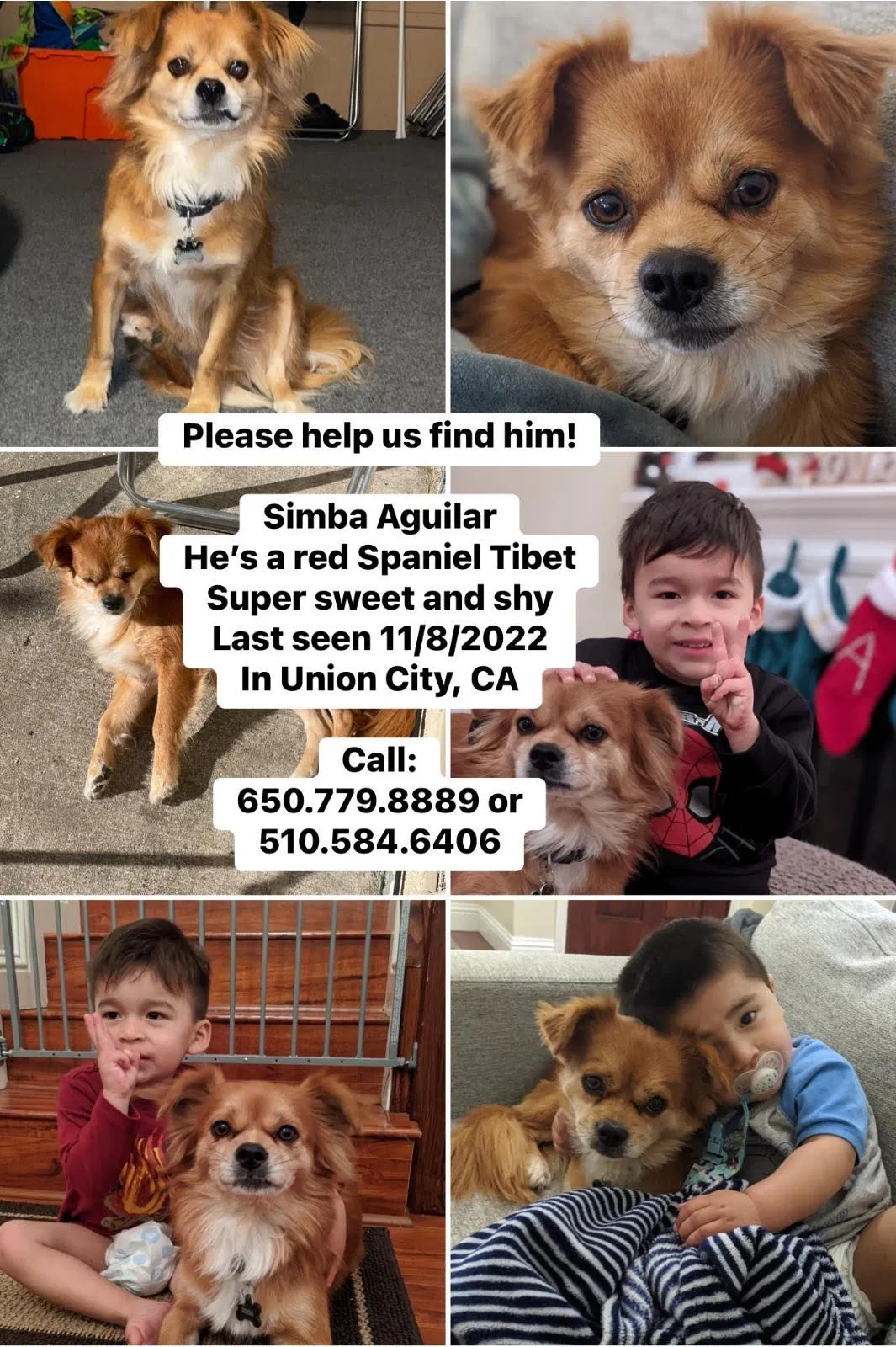 Lost dog in Hayward, CA, 94544