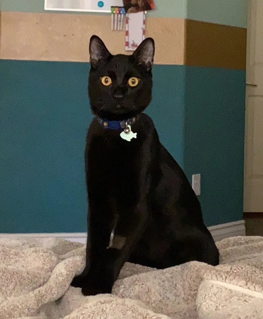 Lost cat in Las Vegas, NV, 89148