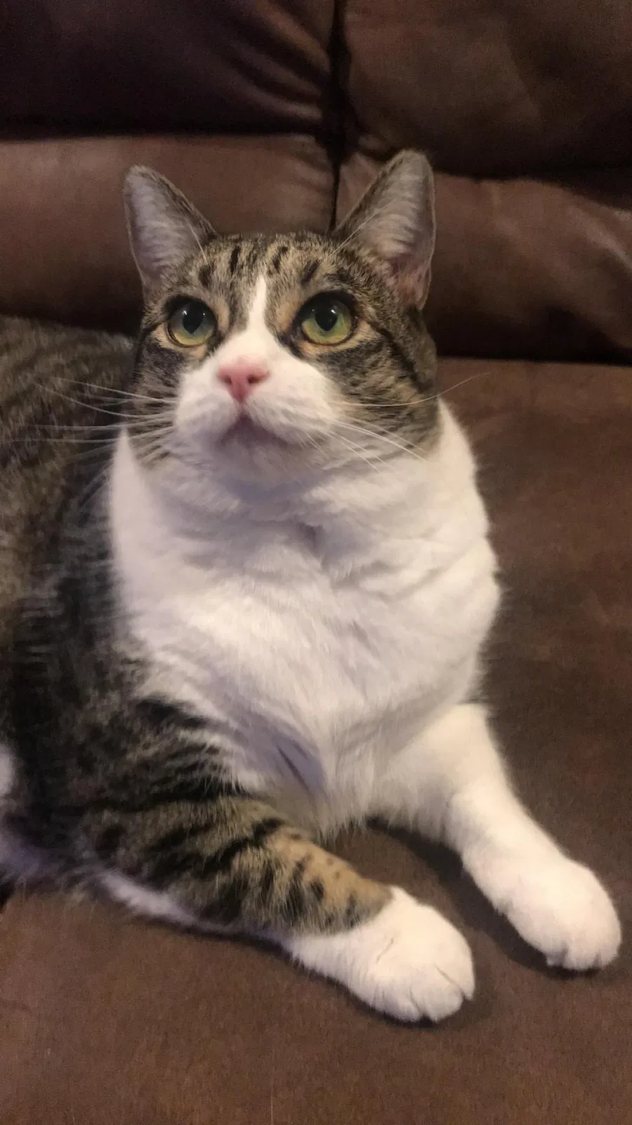 Lost cat in Frankfort, KY, 40601