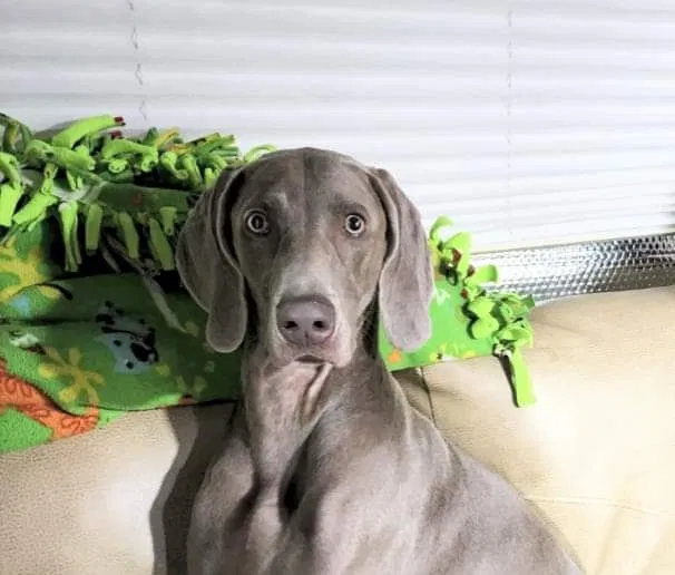 Lost dog in Gable, SC, 29051