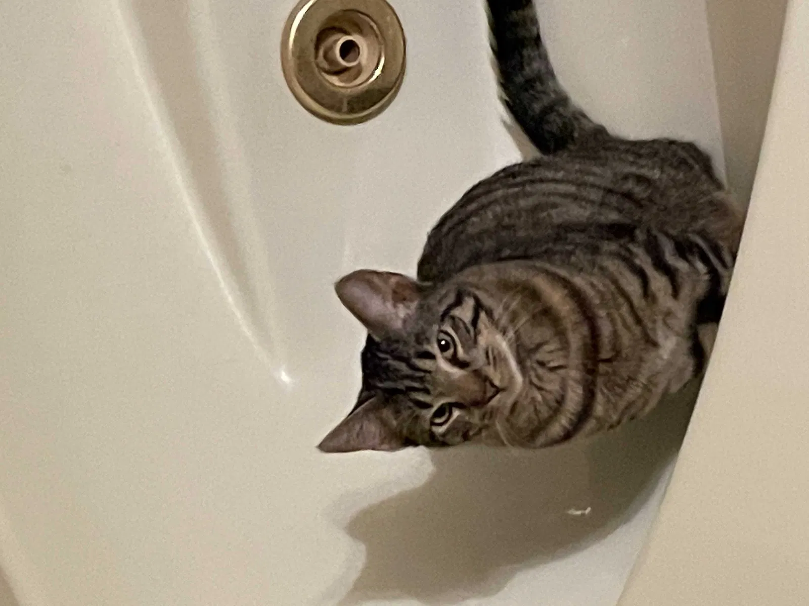 Lost cat in Fayetteville, GA, 30214