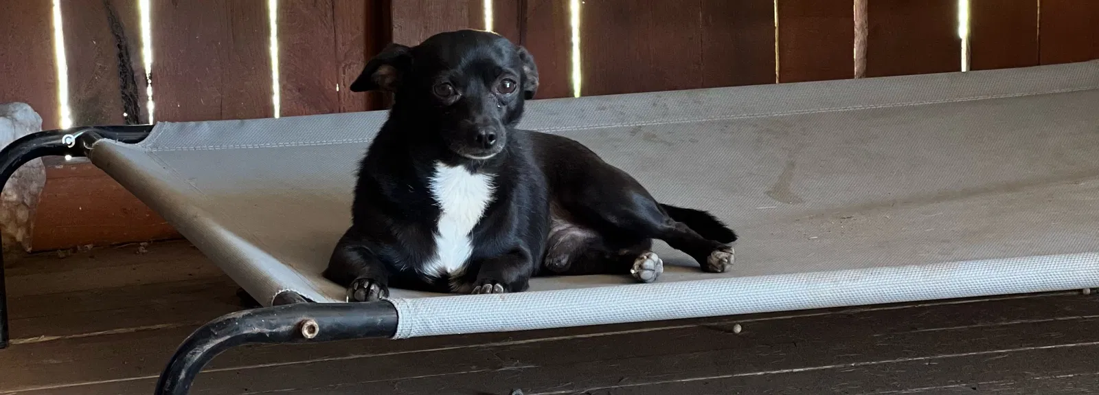 Lost dog in Odessa, TX, 79762