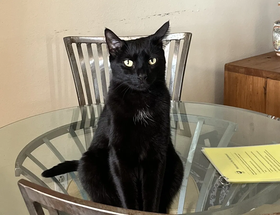 Lost cat in Kissimmee, FL, 34744
