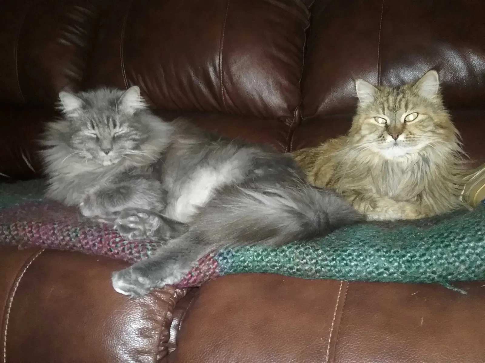 Lost cat in Colorado Springs, CO, 80906