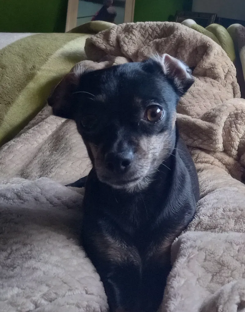 Lost dog in Freedom, CA, 95019