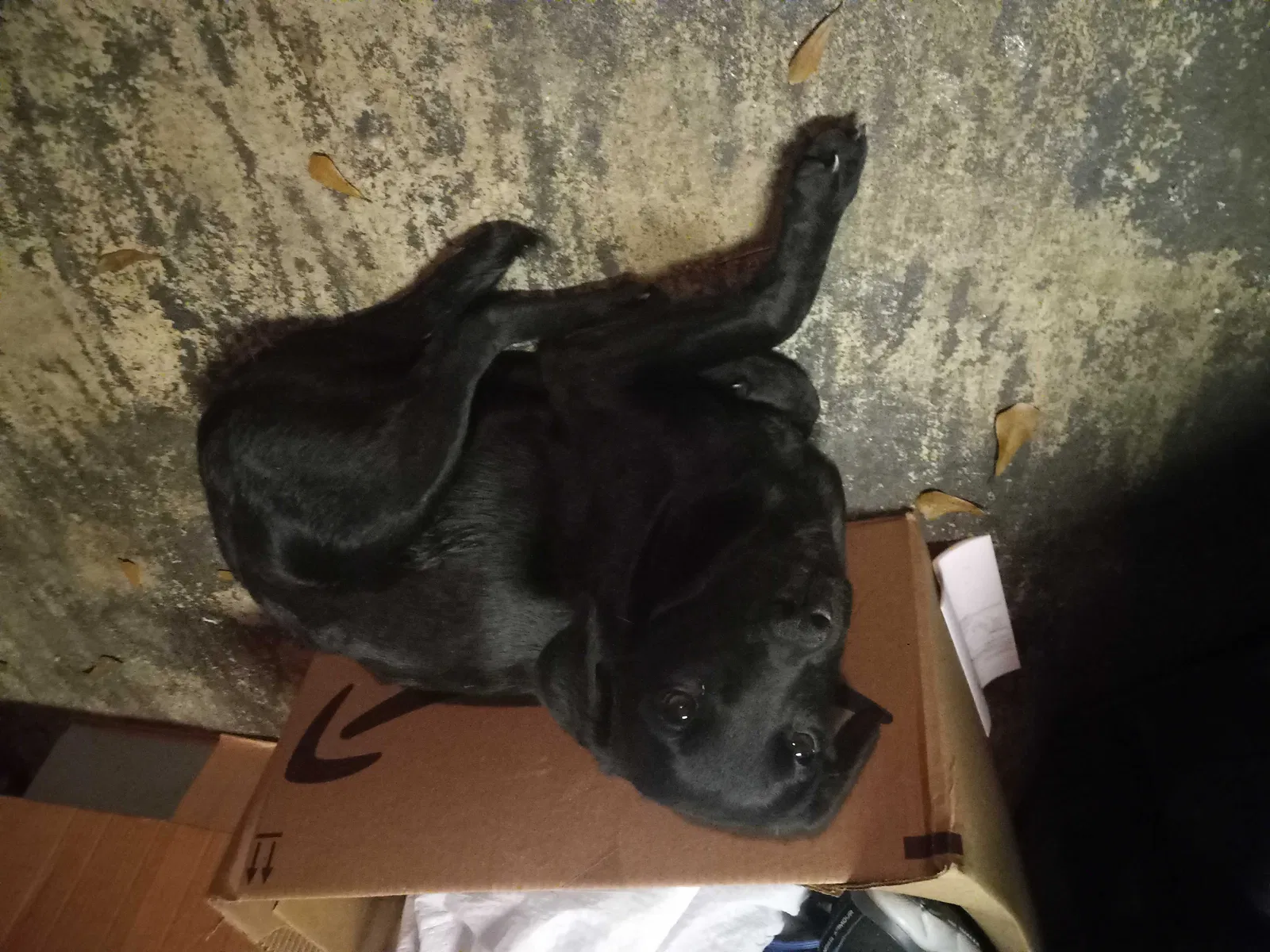 Found dog in Citronelle, AL, 36522
