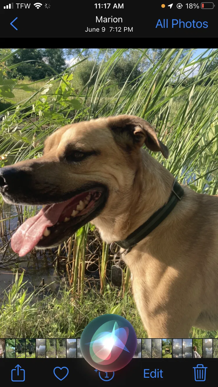 Lost dog in Marion, IN, 46953