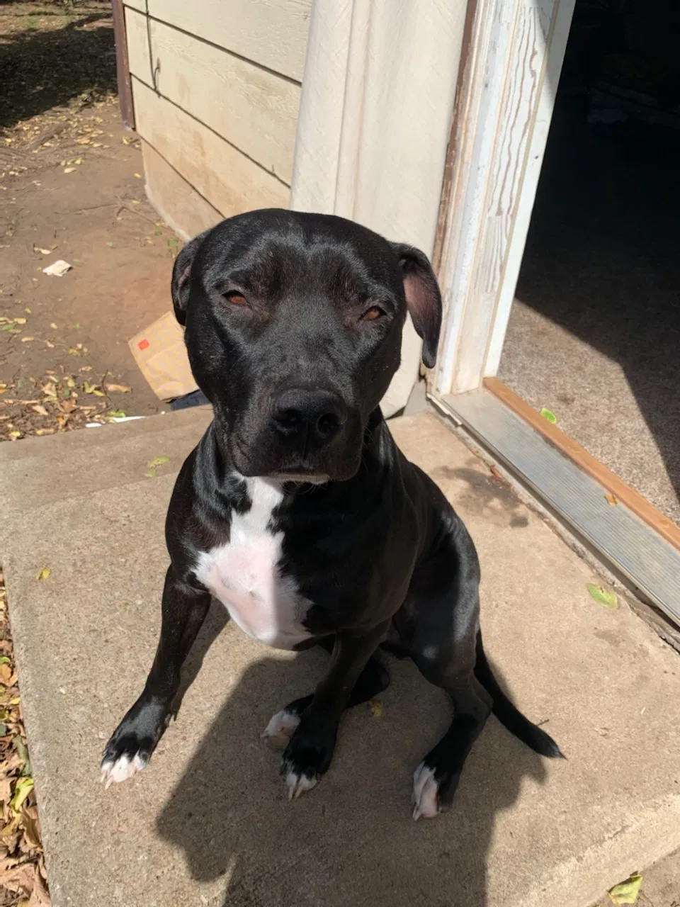 Lost dog in Oklahoma City, OK, 73119