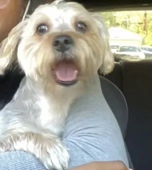 Lost dog in Joliet, IL, 60433