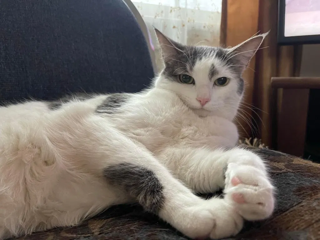 Lost cat in Mendon, MA, 1756
