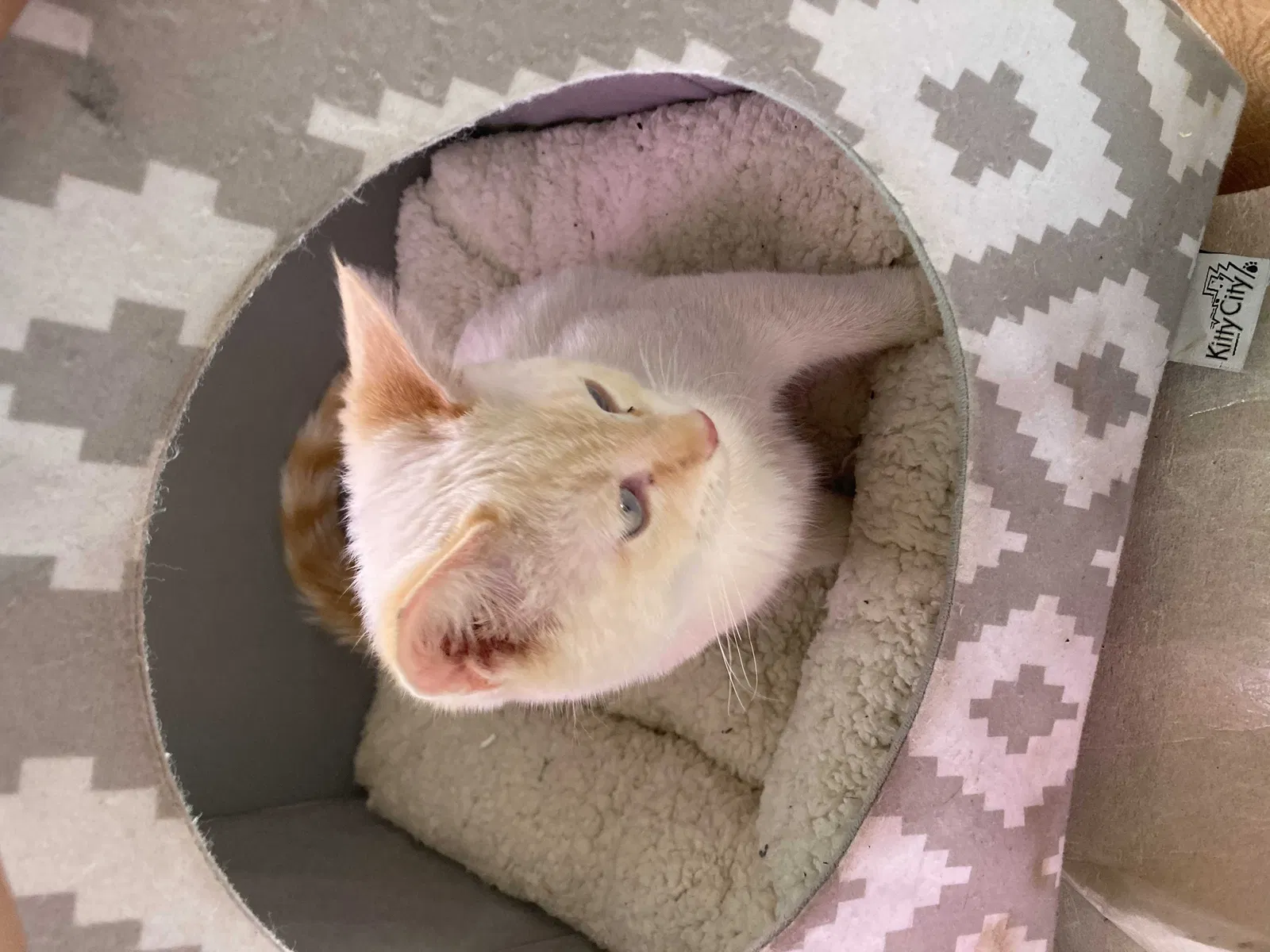 Lost cat in Reno, NV, 89506