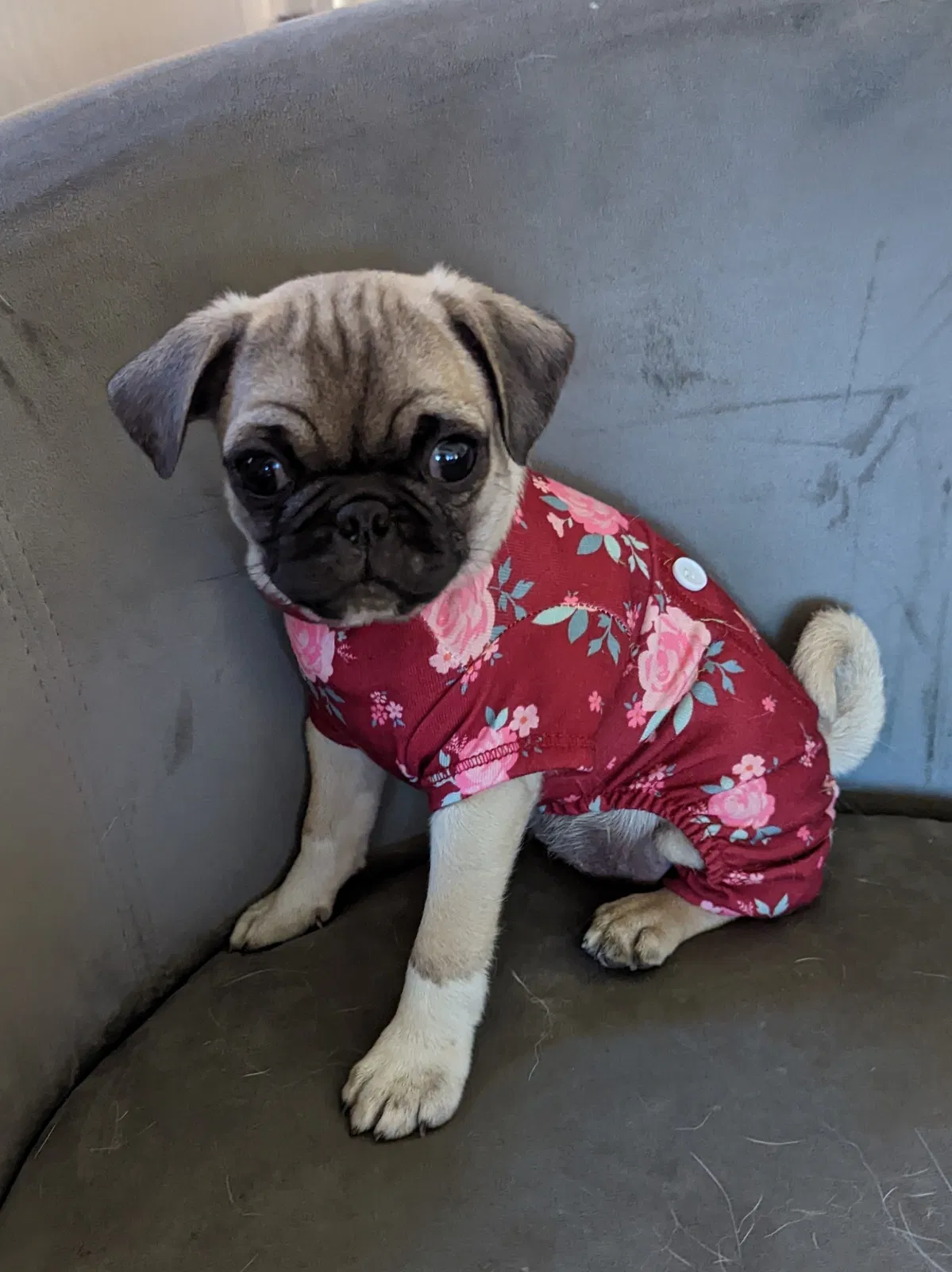 Lost dog in Phoenix, AZ, 85043