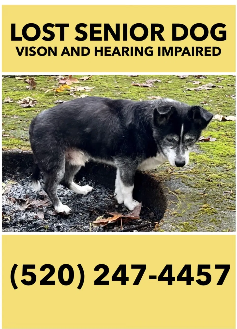 Lost dog in Lake Oswego, OR, 97035