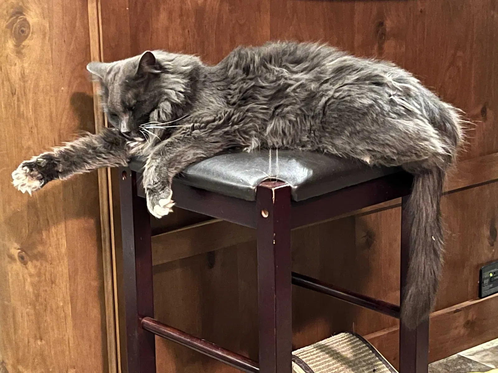 Lost cat in Paris, TX, 75460