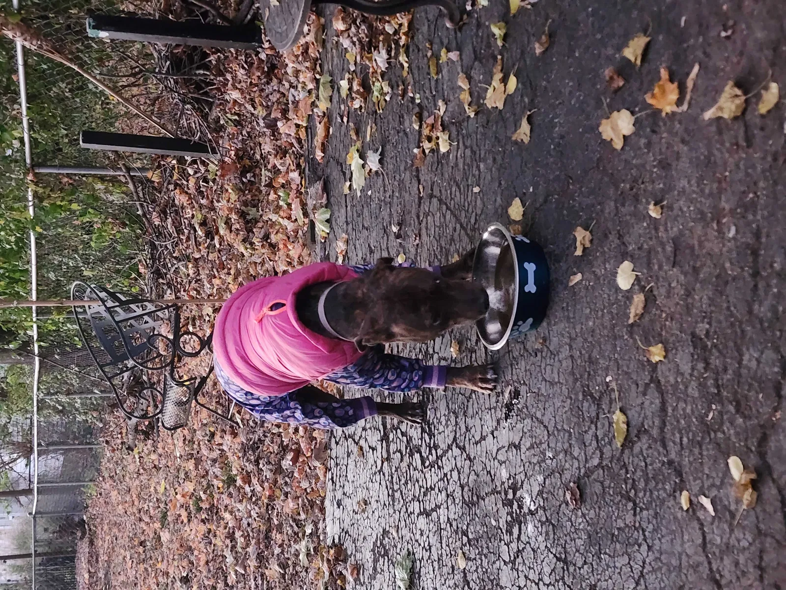 Found dog in Indianapolis, IN, 46220