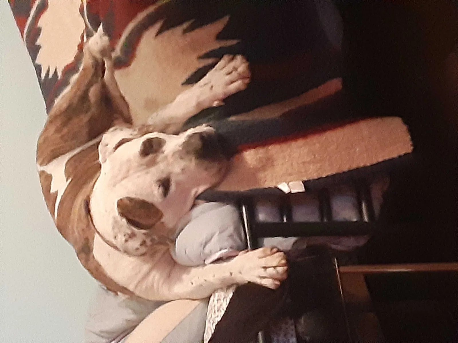 Lost dog in Sandy, OR, 97055