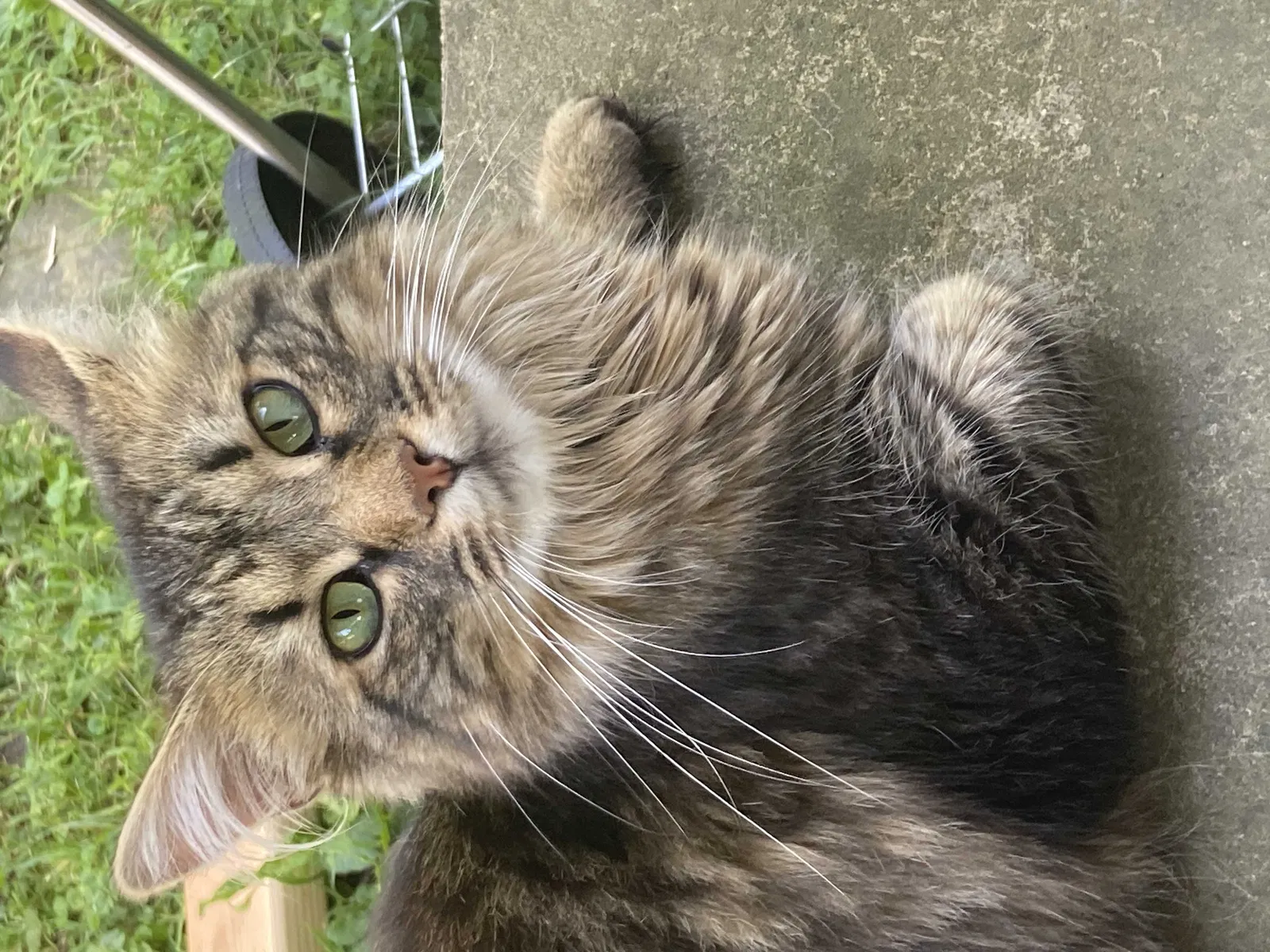 Lost cat in Grove City, OH, 43123