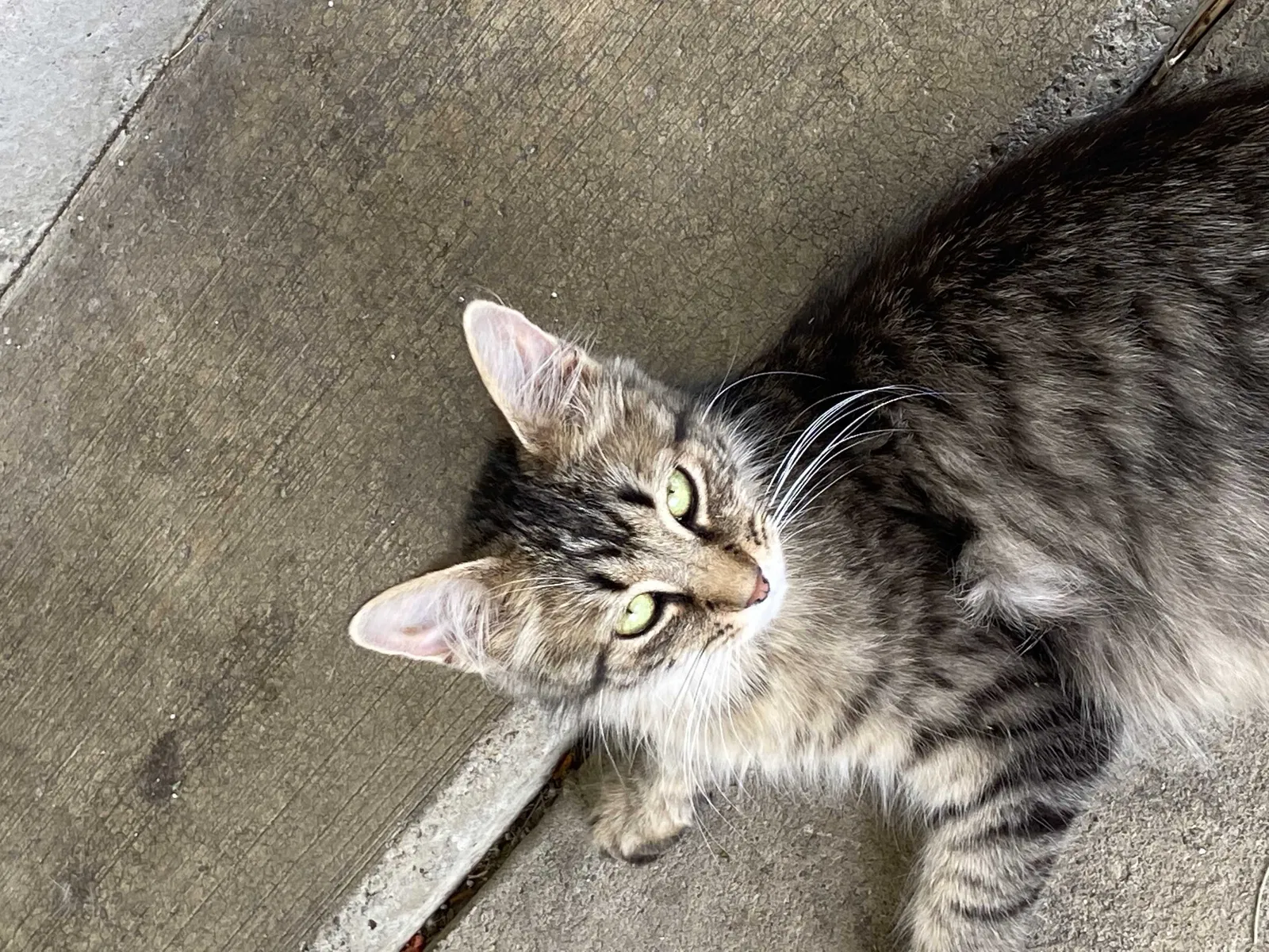 Lost cat in Grove City, OH, 43123