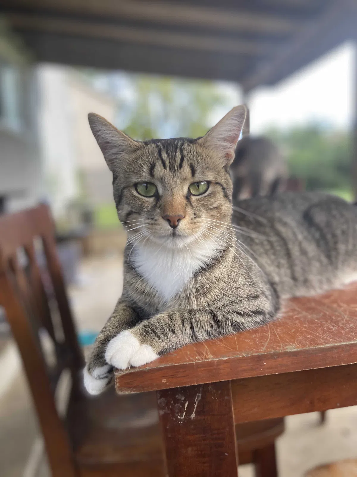 Lost cat in Grove City, OH, 43123