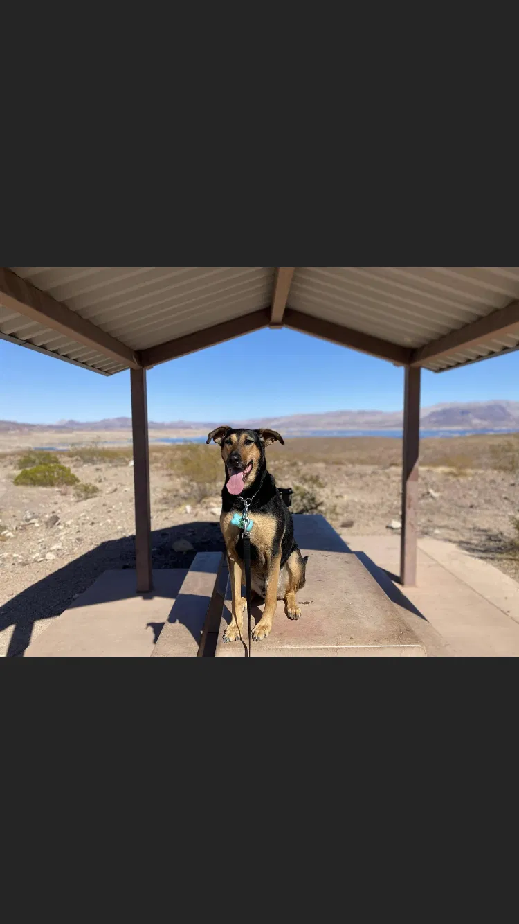 Lost dog in Henderson, NV, 89014