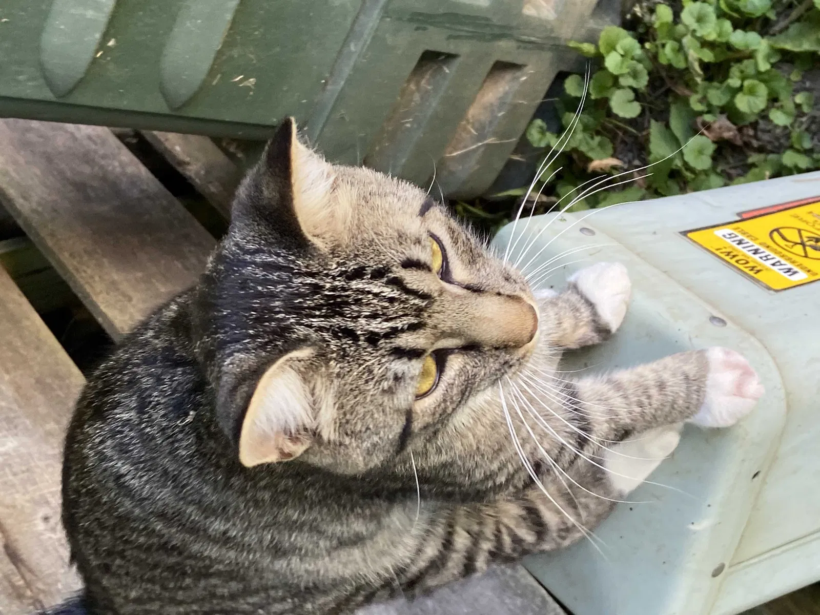 Lost cat in Grove City, OH, 43123
