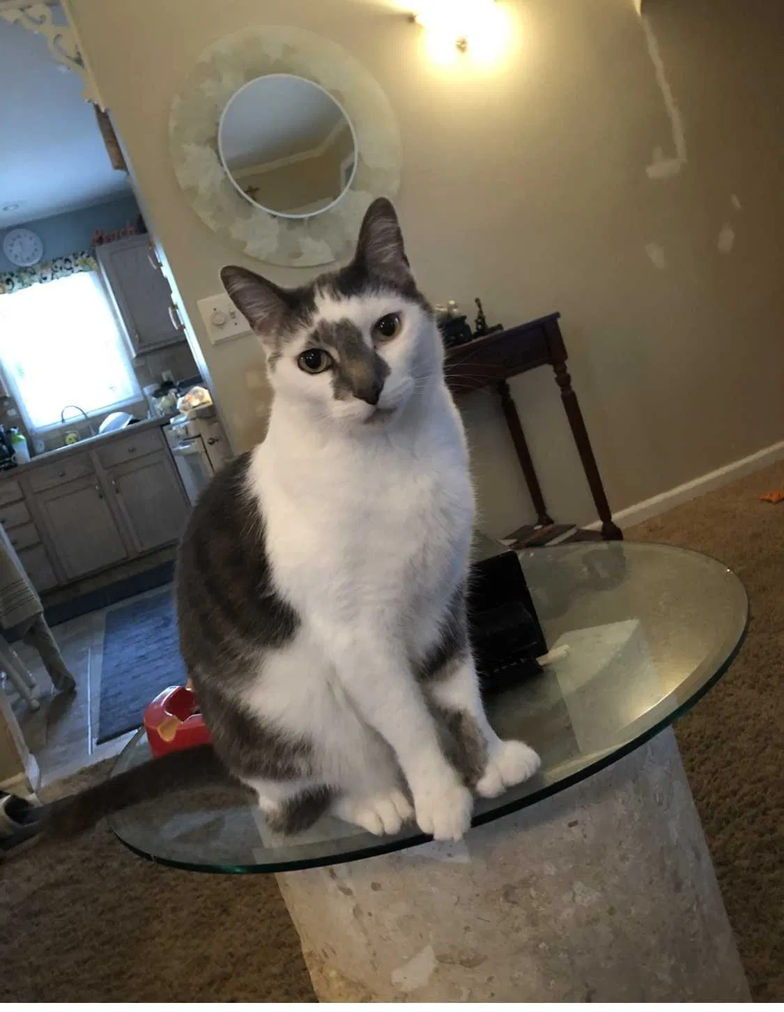 Lost cat in Saint Clair Shores, MI, 48080