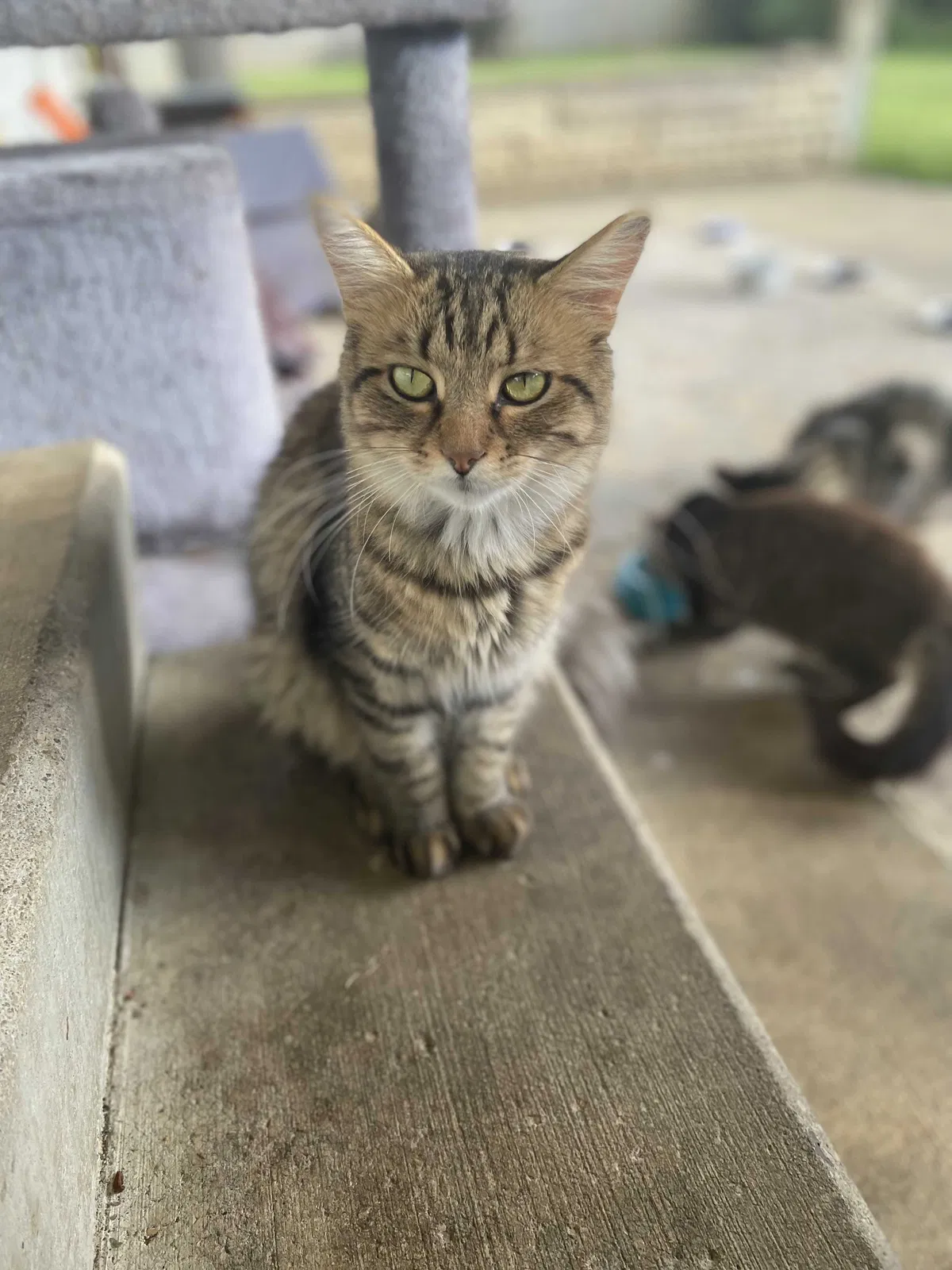 Lost cat in Grove City, OH, 43123