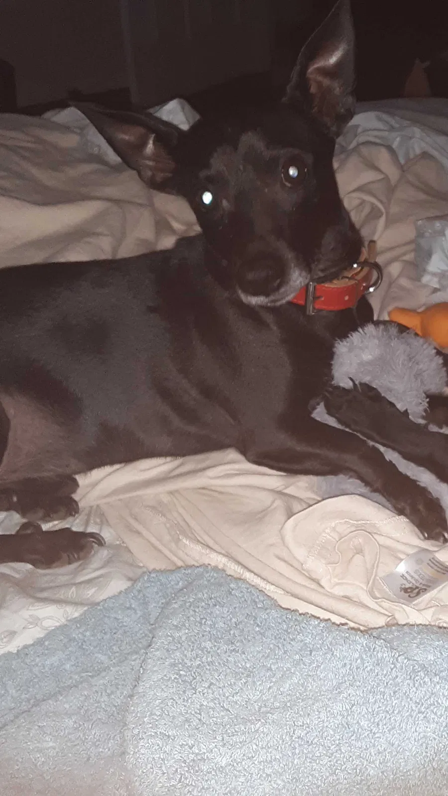 Lost dog in Cantonment, FL, 32533