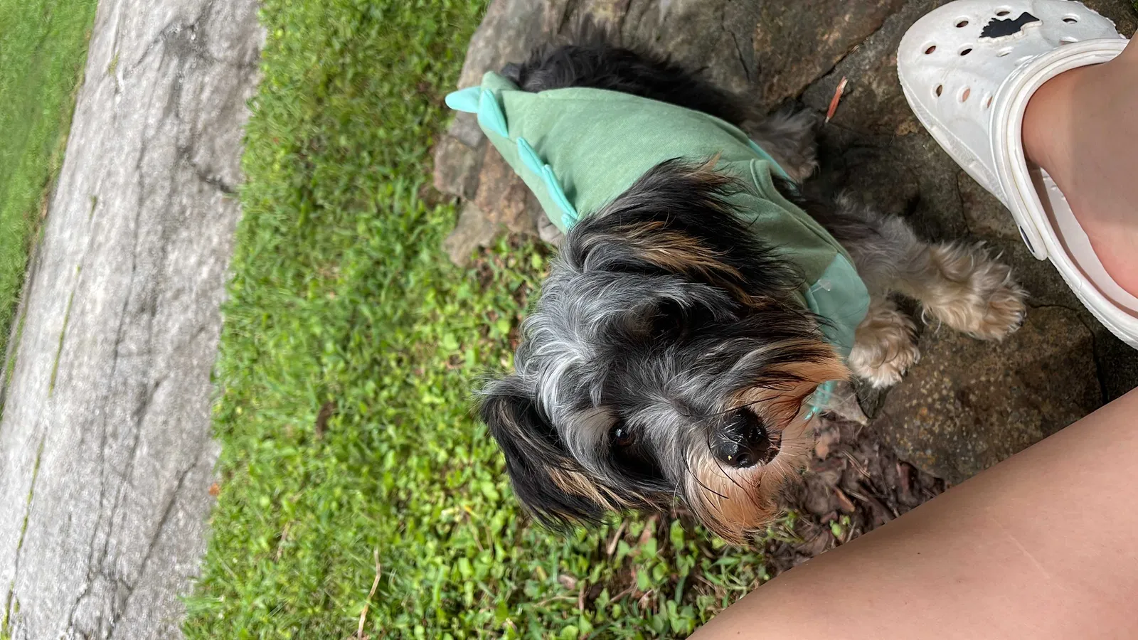 Lost dog in Dalton, GA, 30721