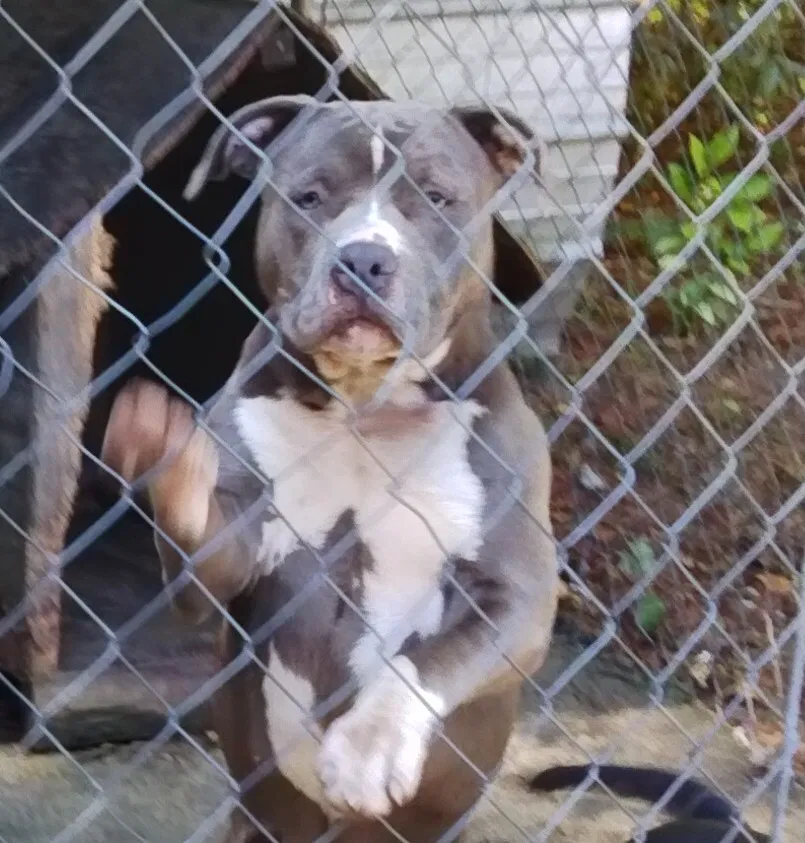 Lost dog in Ridgeland, SC, 29936
