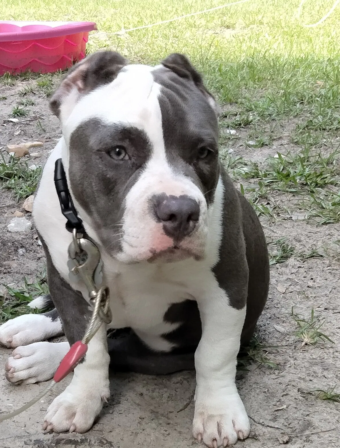 Lost dog in Ridgeland, SC, 29936