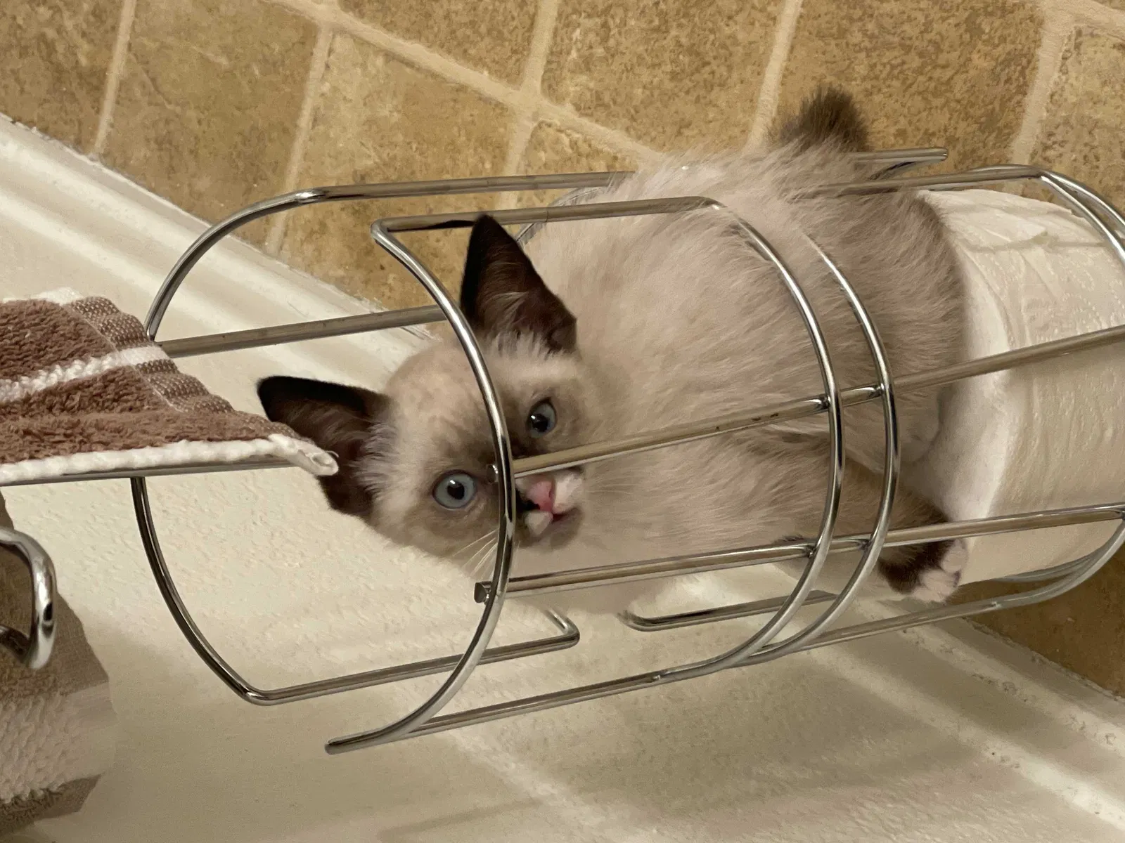 Lost cat in Irvine, CA, 92606