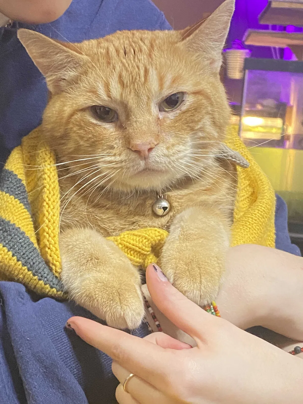 Lost cat in Denton, TX, 76207