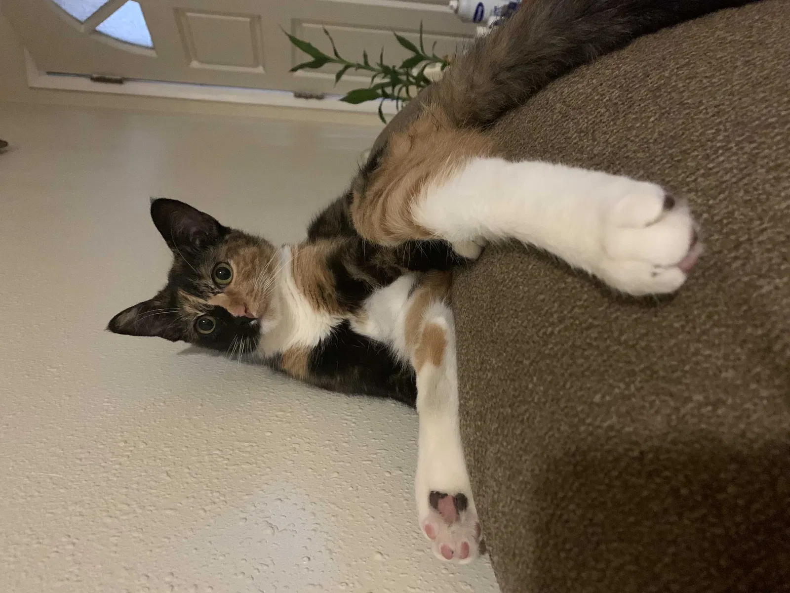 Lost cat in Costa Mesa, CA, 92627
