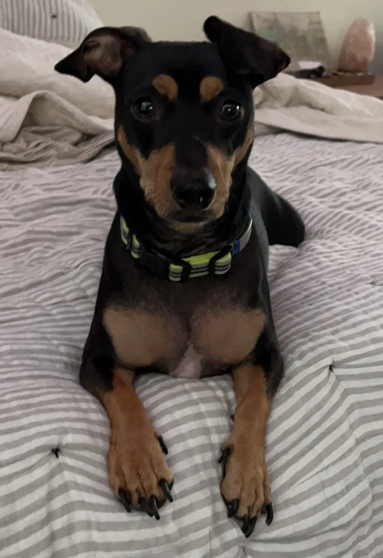 Lost dog in Livingston, LA, 70754