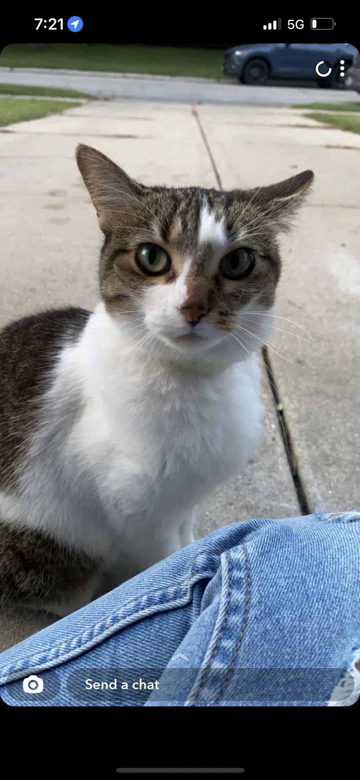 Lost cat in Greendale, WI, 53129