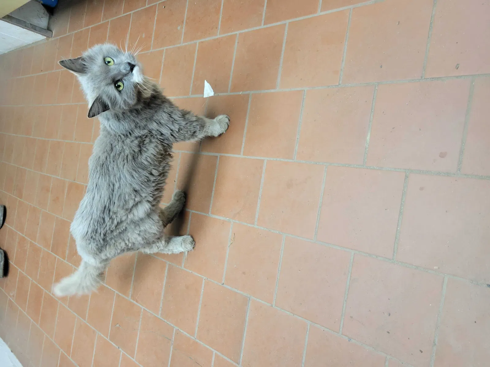 Found cat in Greenville, RI, 2828