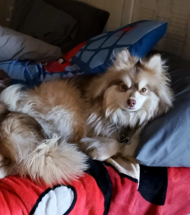 Lost dog in Orchard, CO, 80649