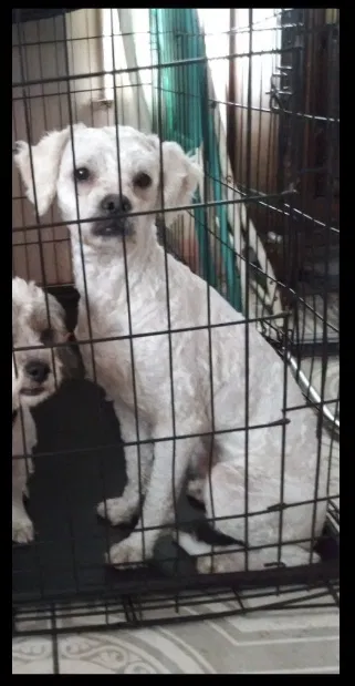 Lost dog in Los Angeles, CA, 90002