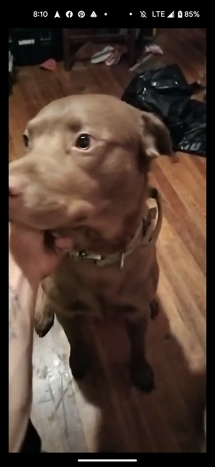 Lost dog in Knoxville, TN, 37909