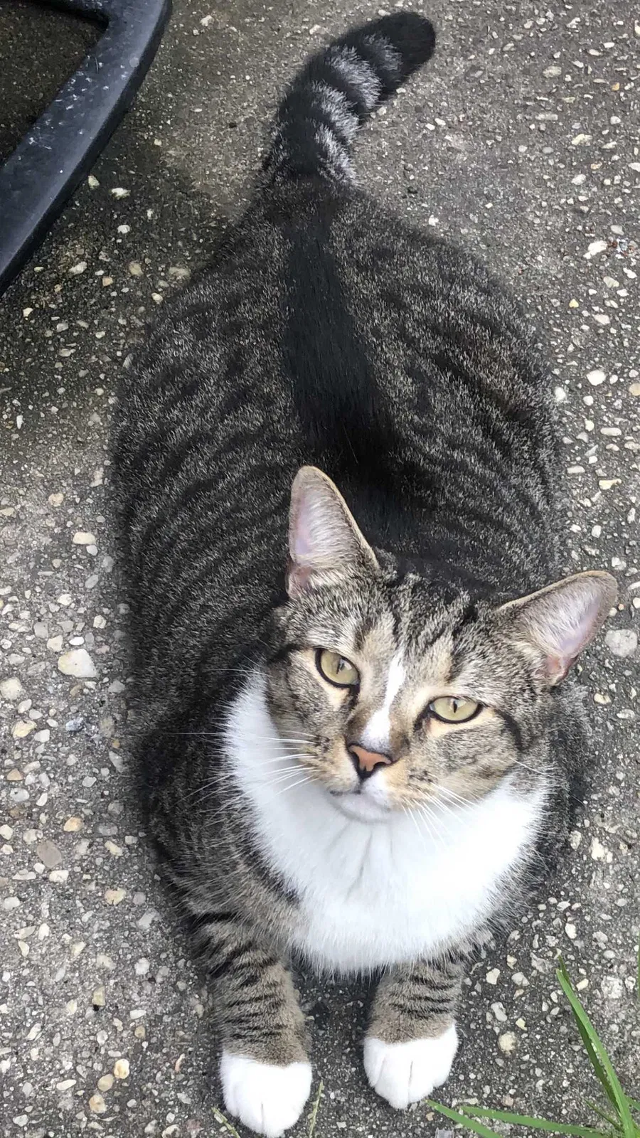 Lost cat in Goose Creek, SC, 29445