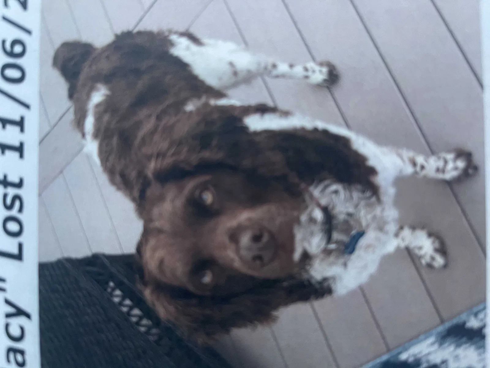 Lost dog in Whitakers, NC, 27891
