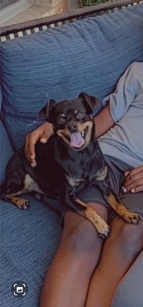 Lost dog in Cypress, TX, 77433