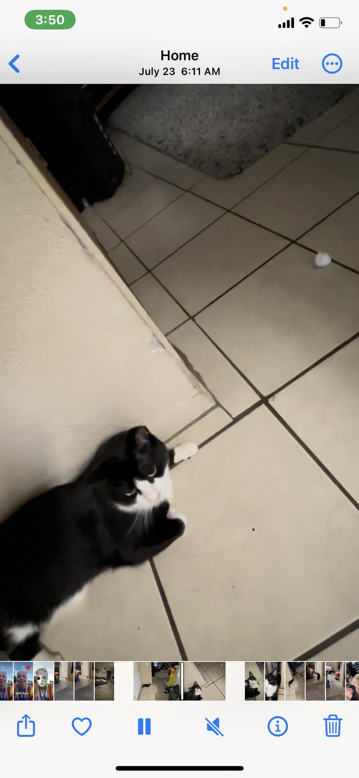 Lost cat in Las Vegas, NV, 89121