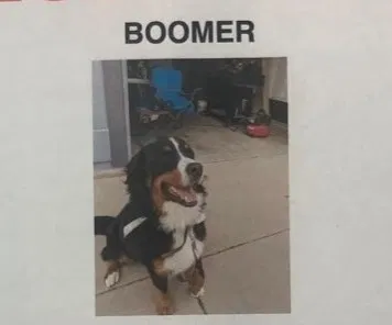 Lost dog in Keenesburg, CO, 80643
